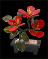 Роза китайская каменная - 3 цветка